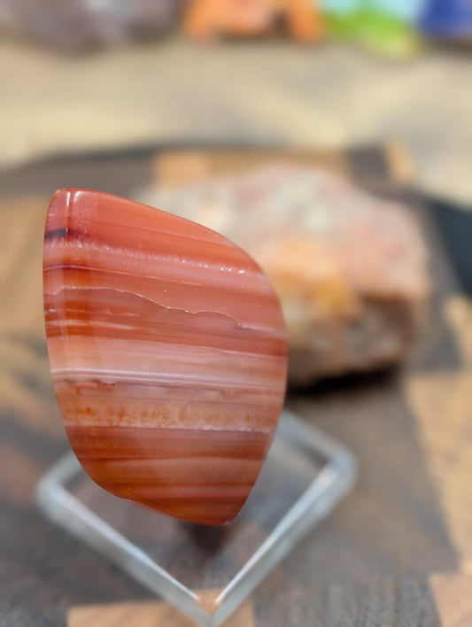 Carnelian -  Morocco  - 1 pc Cabochon