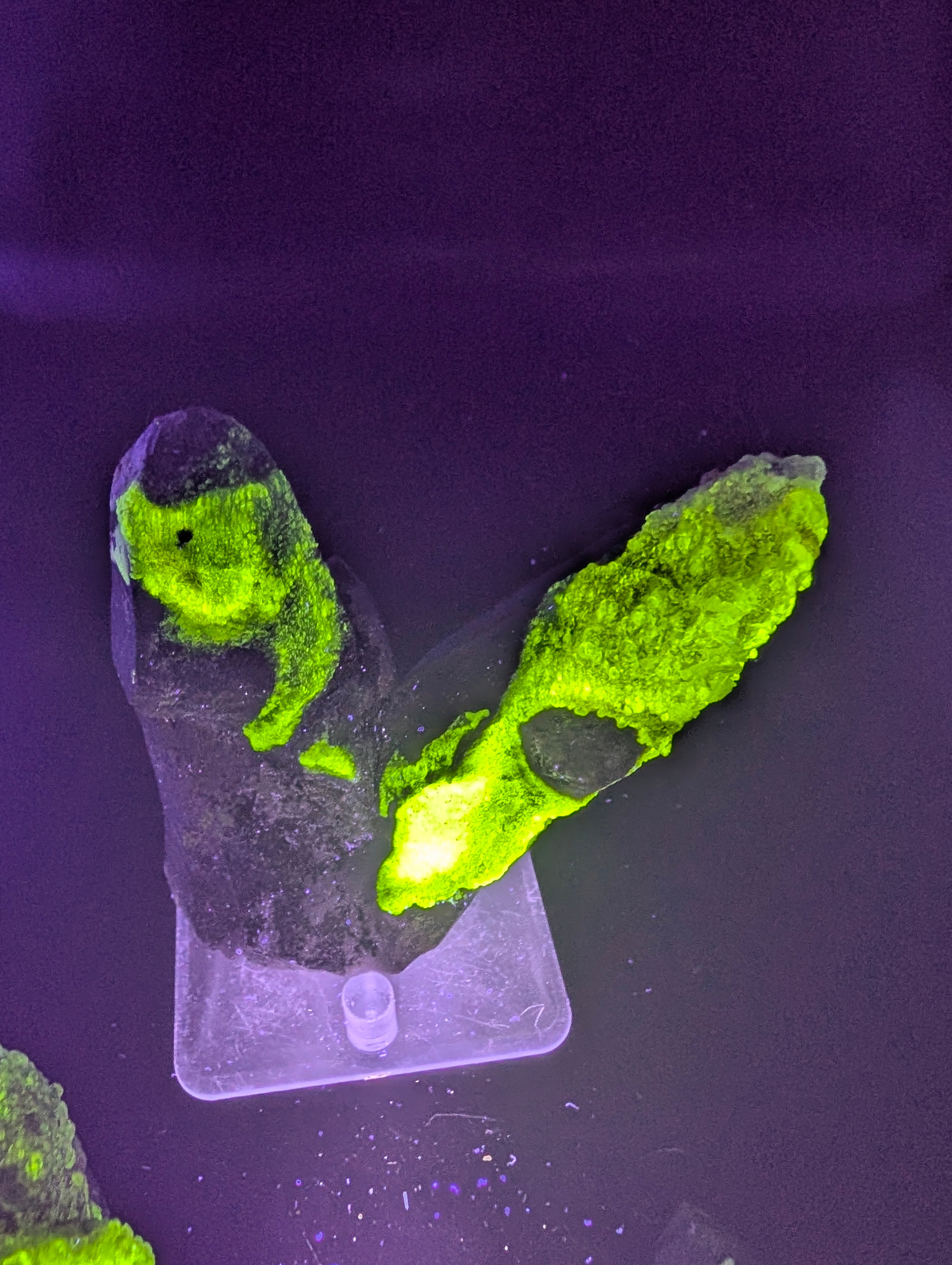 Hyalite Opal on Smoky Quartz – Zacatecas, Mexico – Double Terminated - Super Rare by Sacred Alchemy Studios