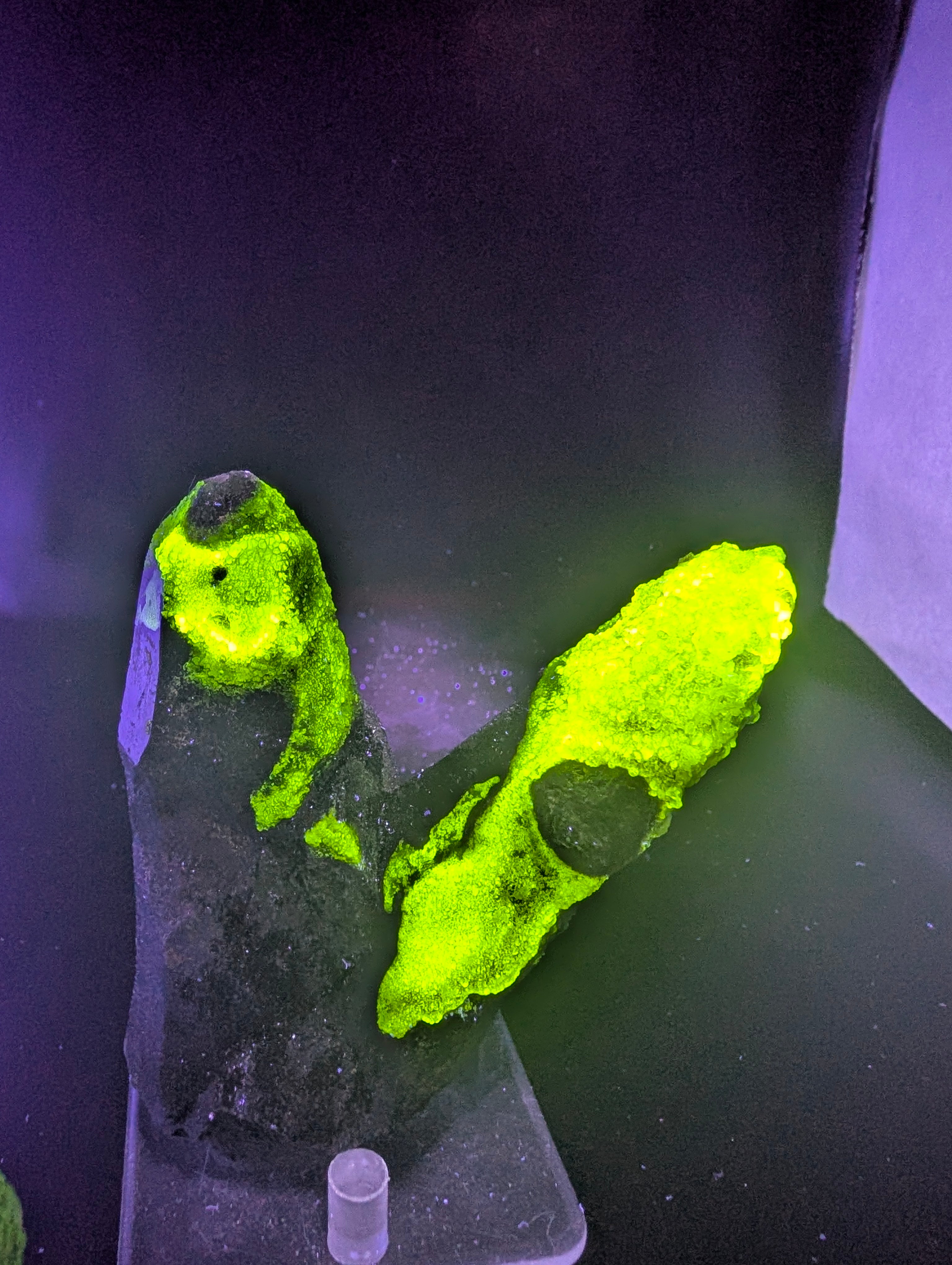 Hyalite Opal on Smoky Quartz – Zacatecas, Mexico – Double Terminated - Super Rare by Sacred Alchemy Studios