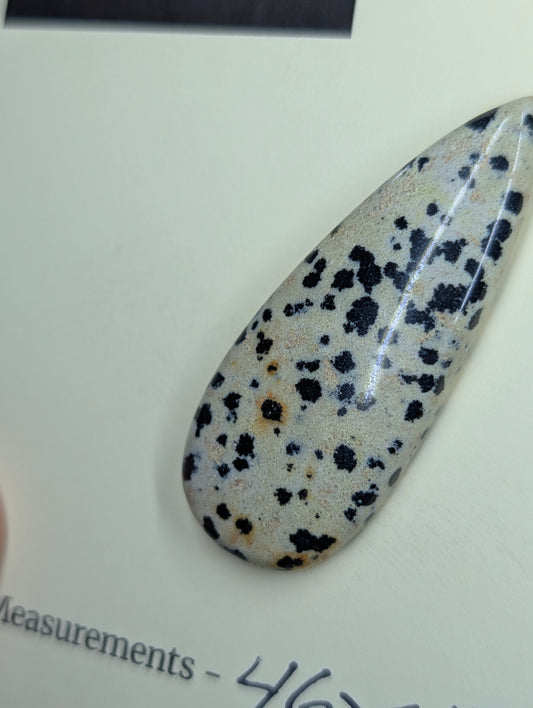 Dalmatian Jasper - Cabochon - Spotted Polish