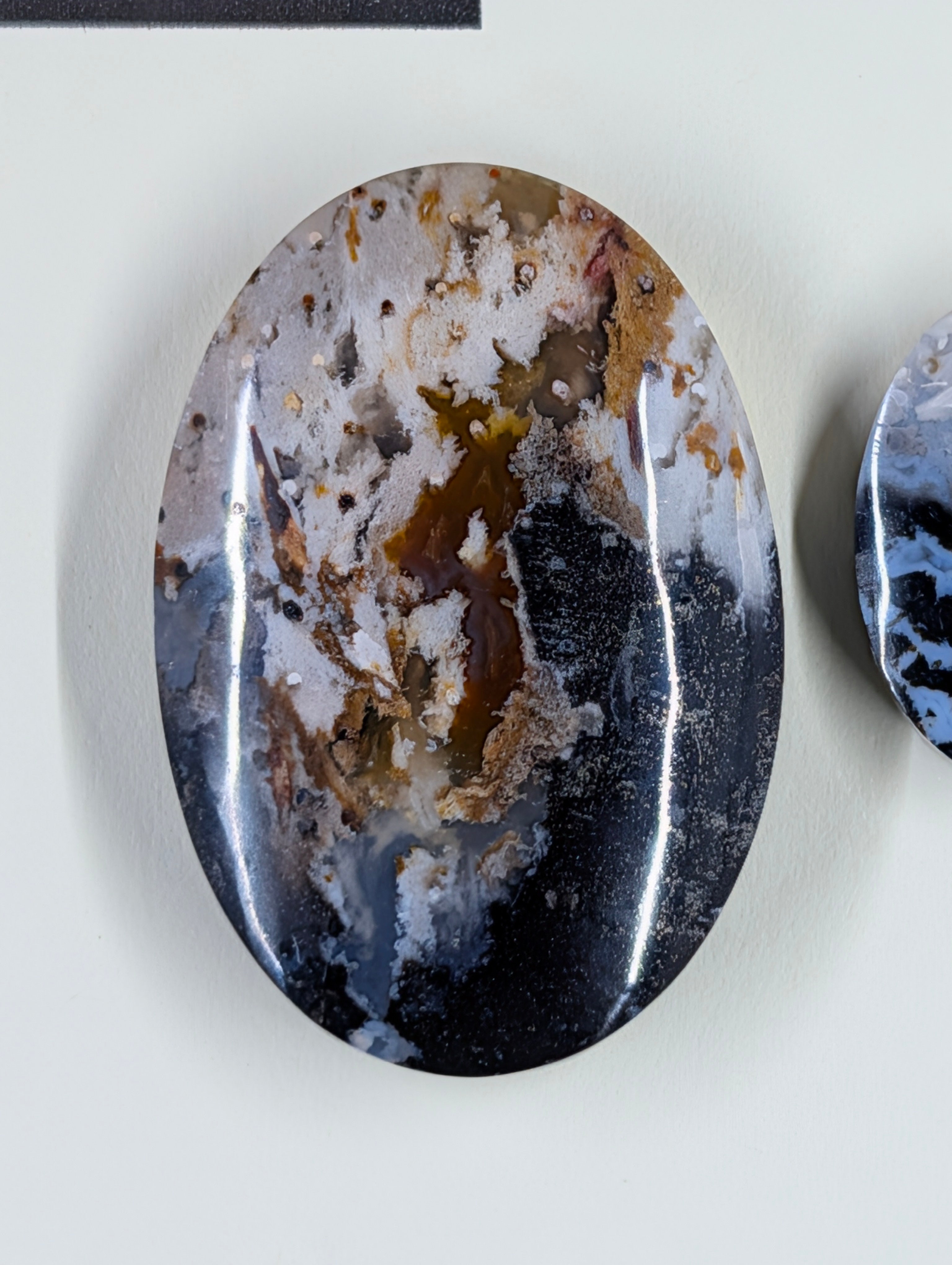 Oval Shape - Fossilized Palm Root - Design-Ready Set by Sacred Alchemy Studios