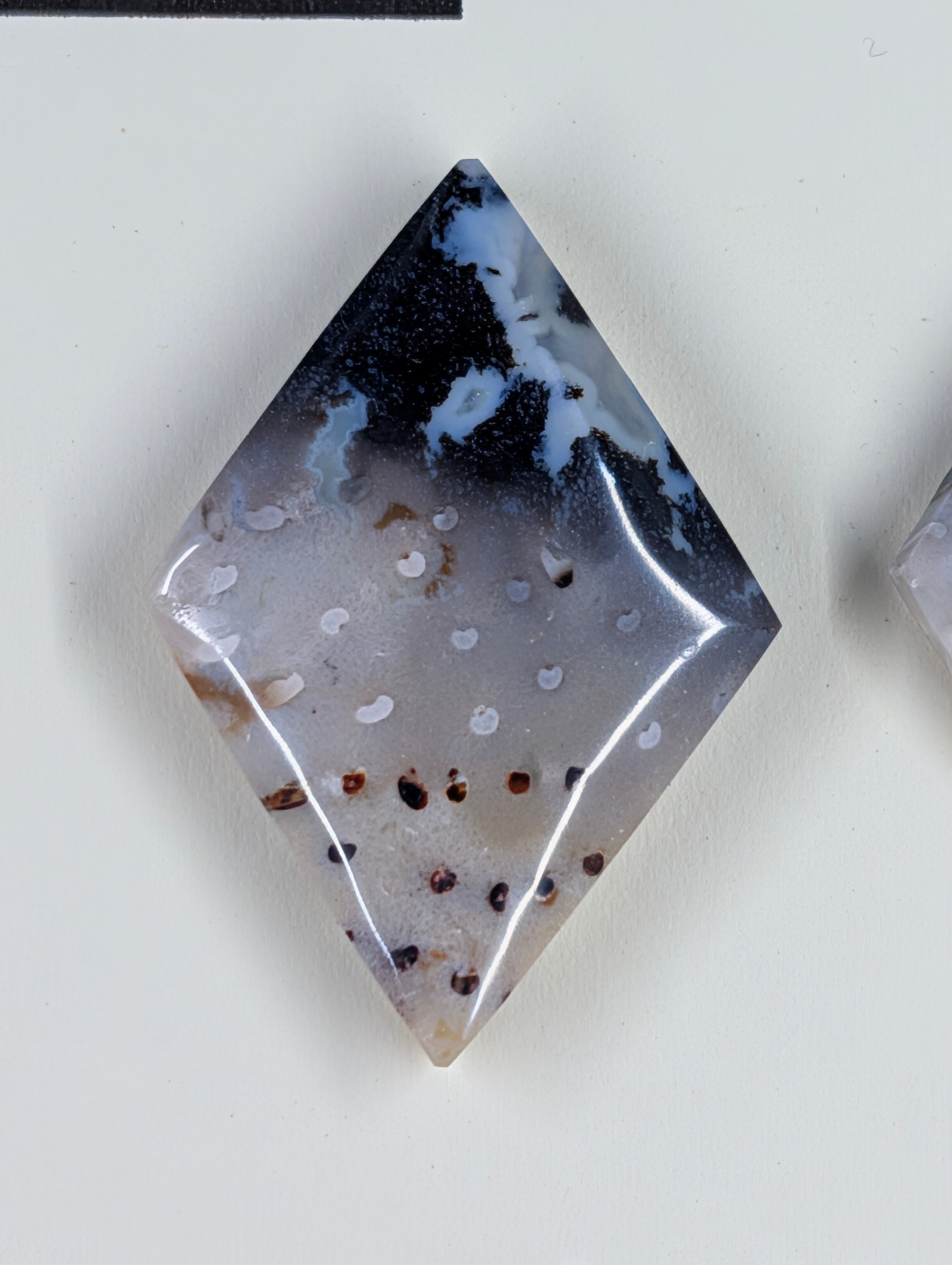 Rhombus Shape - Fossilized Palm Root - Design-Ready Set