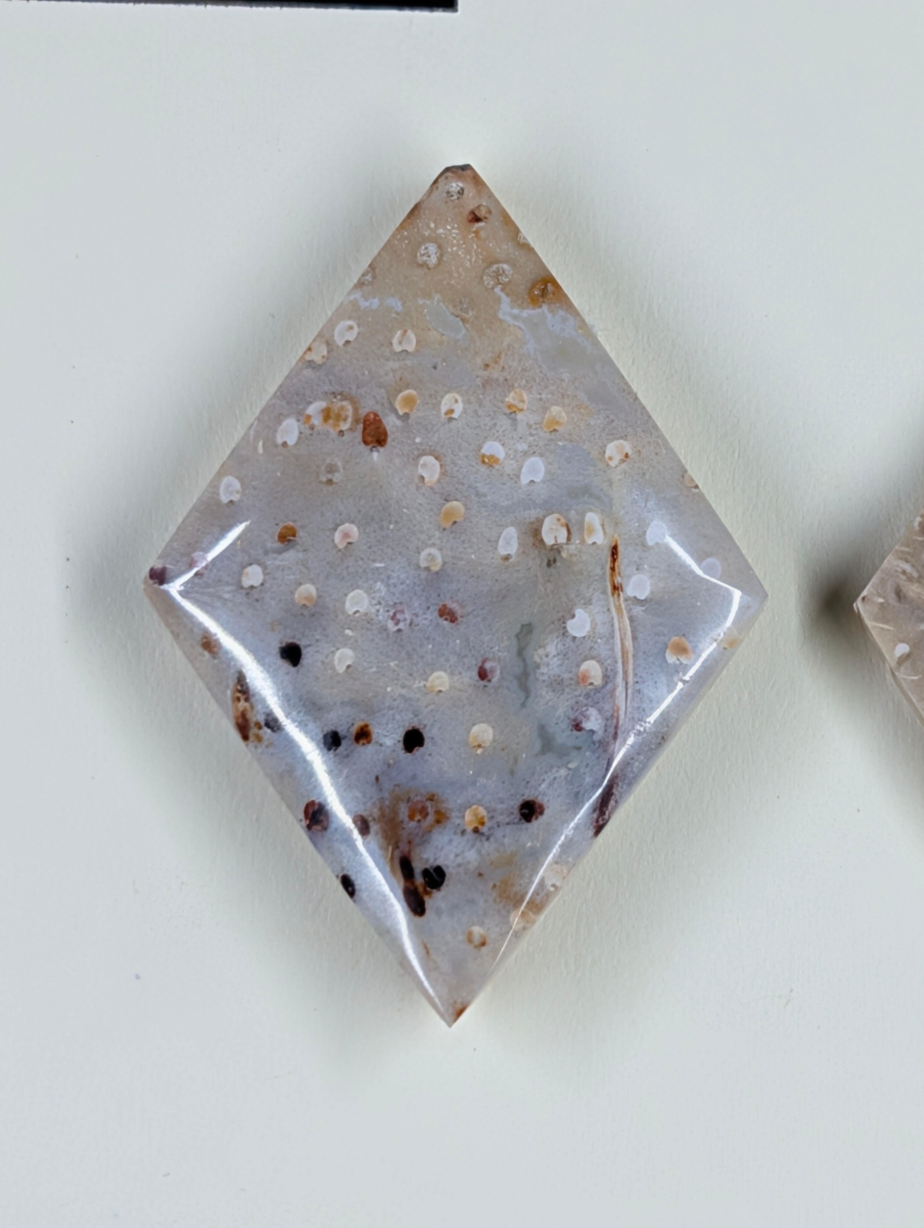 Rhombus Shape - Fossilized Palm Root - Design-Ready Set
