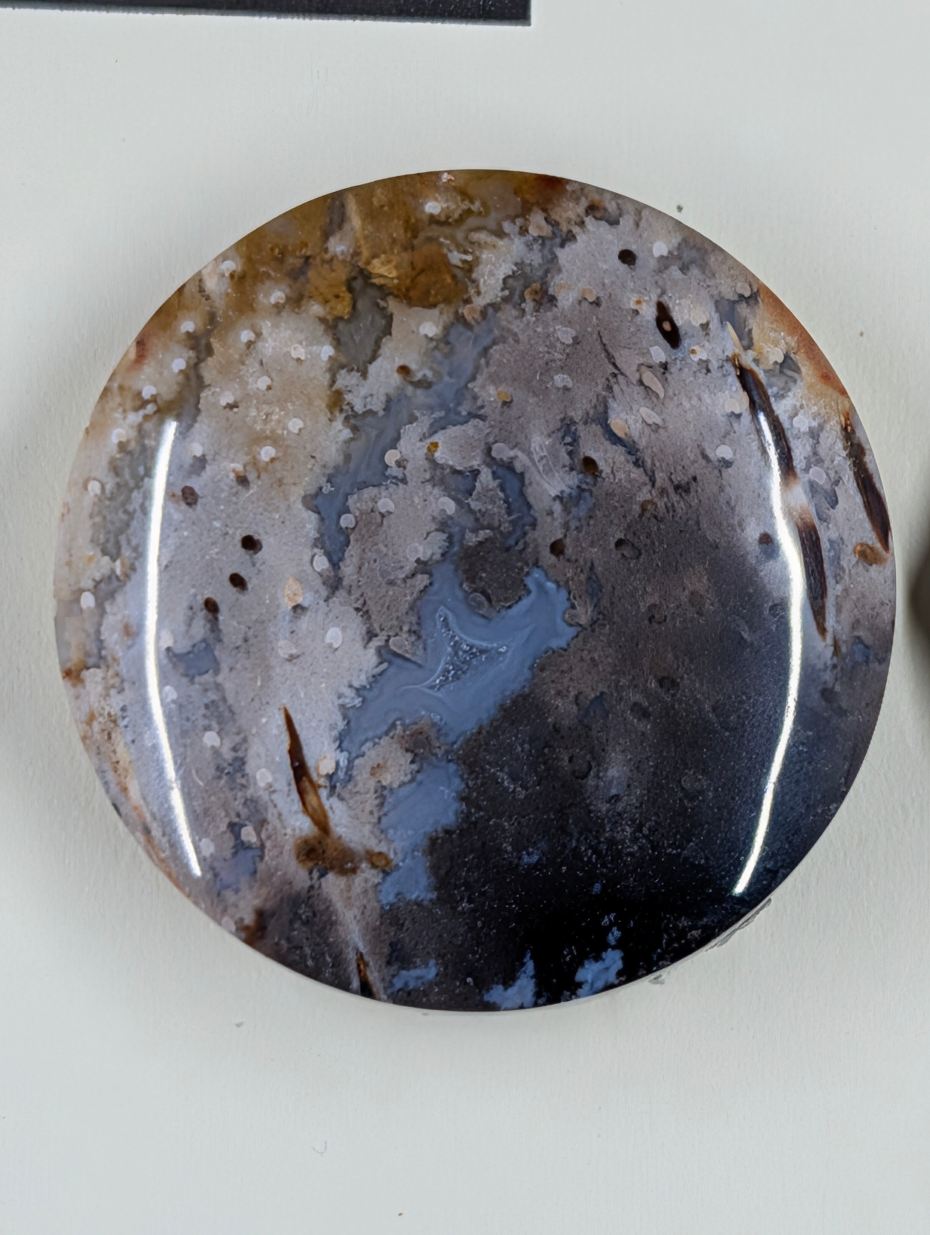 Circle Shape - Fossilized Palm Root - Design-Ready Set