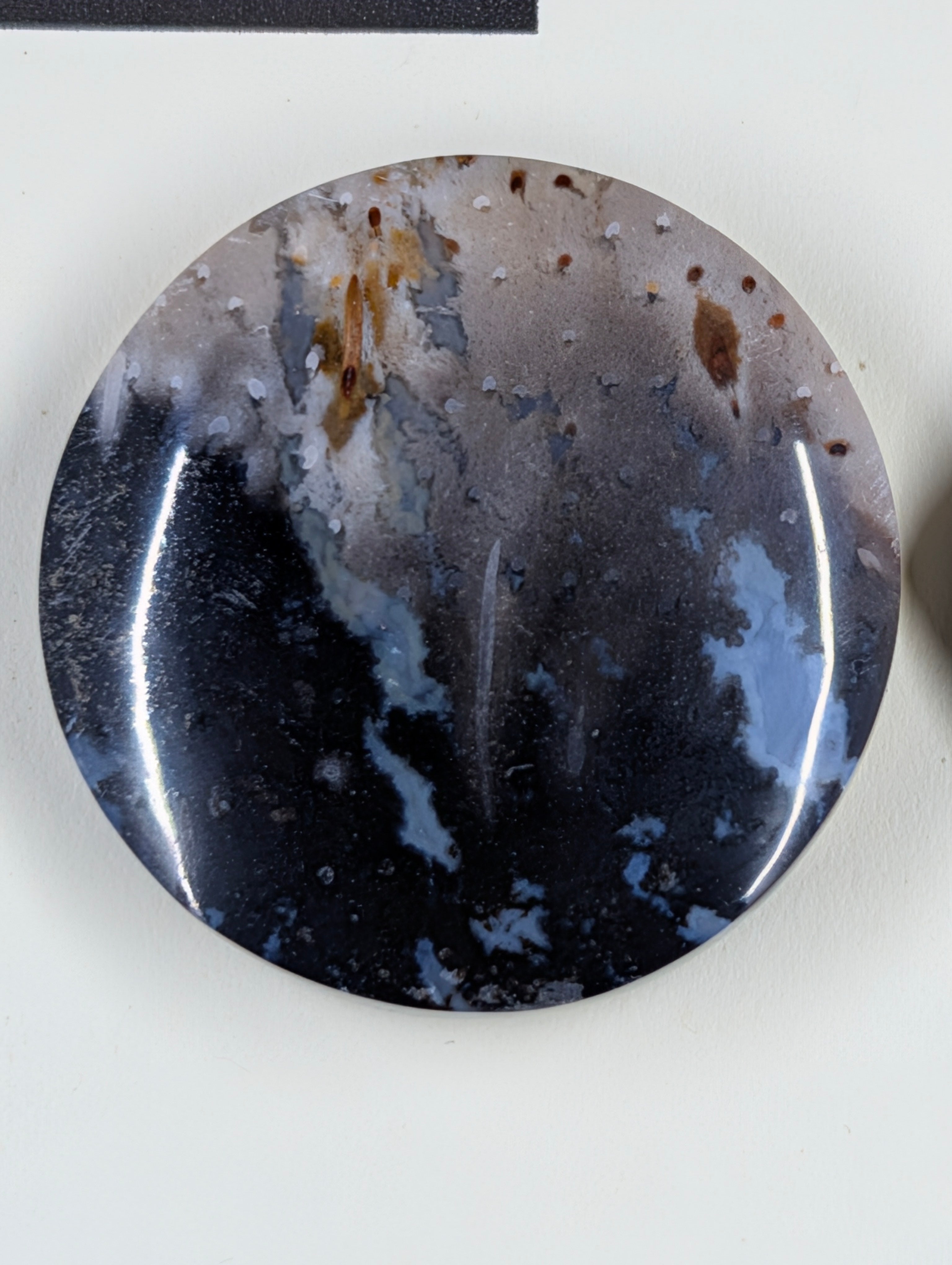 Circle Shape - Fossilized Palm Root - Design-Ready Set
