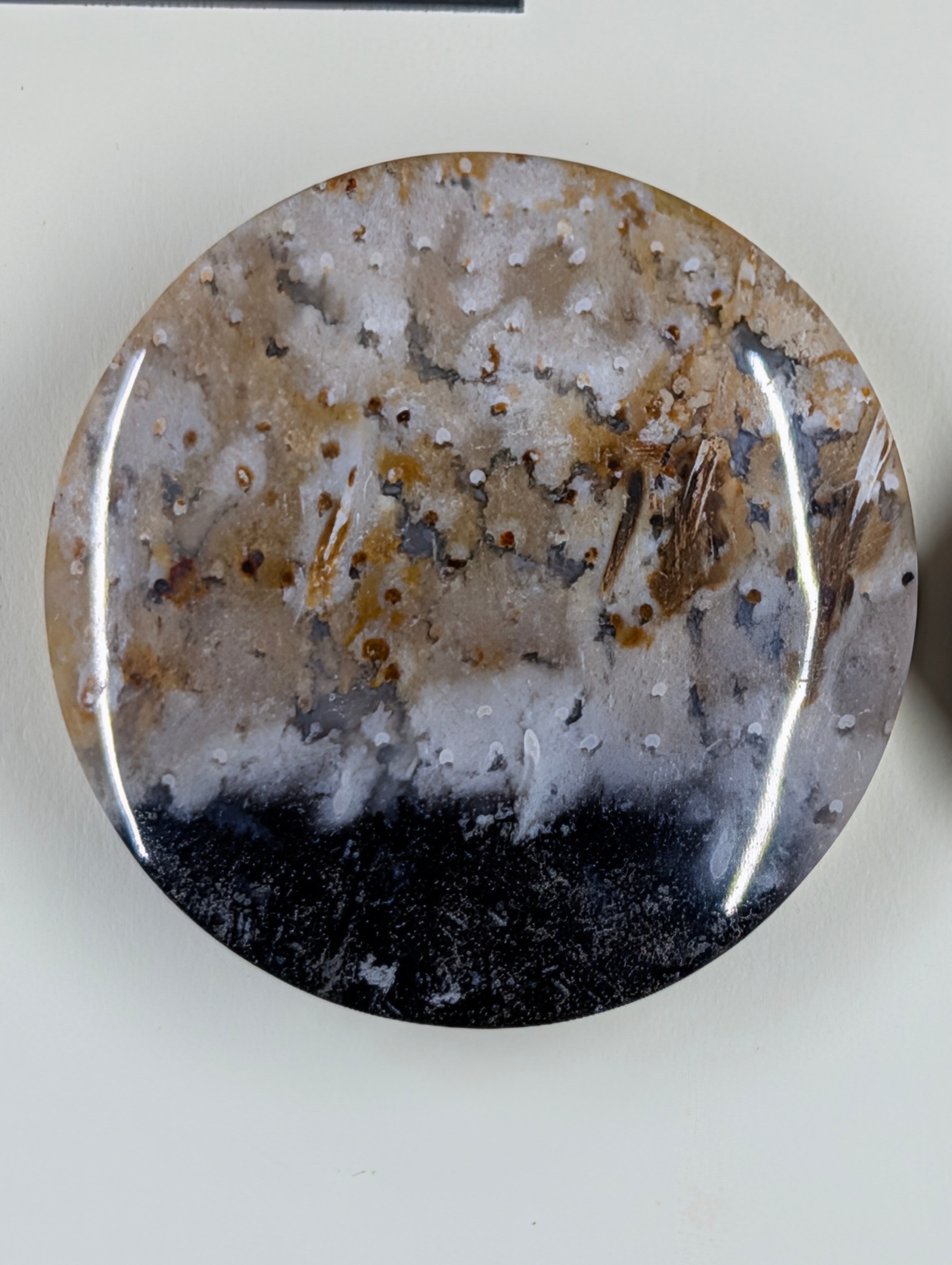 Circle Shape - Fossilized Palm Root - Design-Ready Set