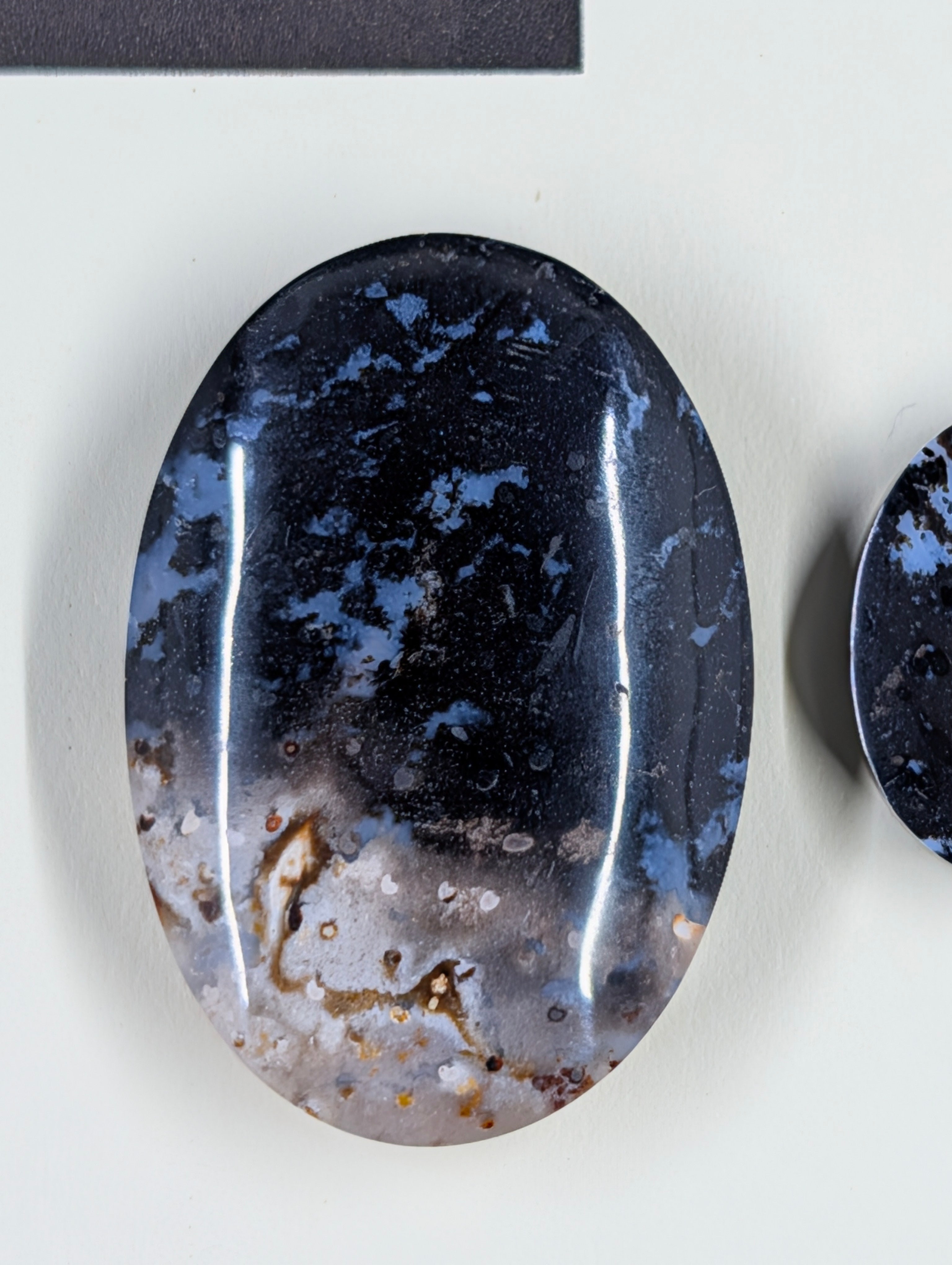 Oval Shape - Fossilized Palm Root - Design-Ready Set