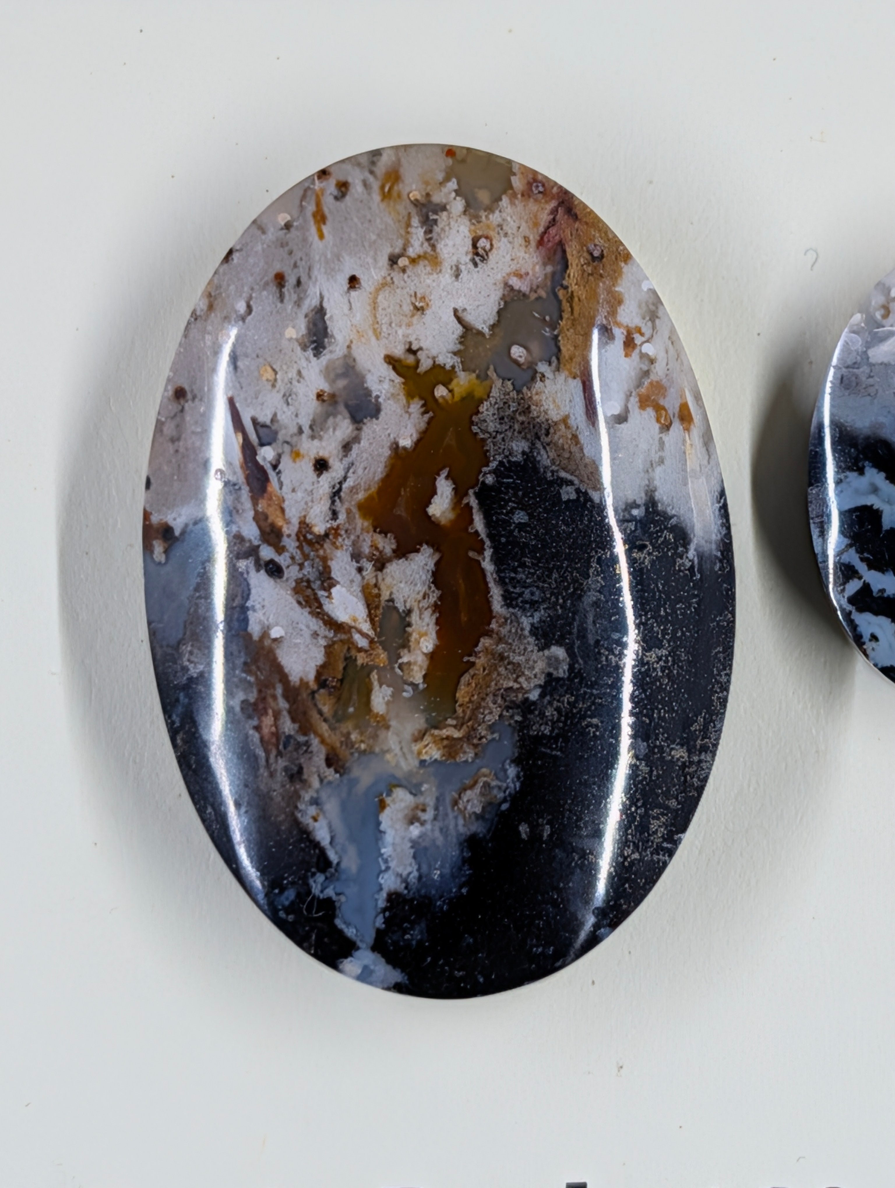 Oval Shape - Fossilized Palm Root - Design-Ready Set