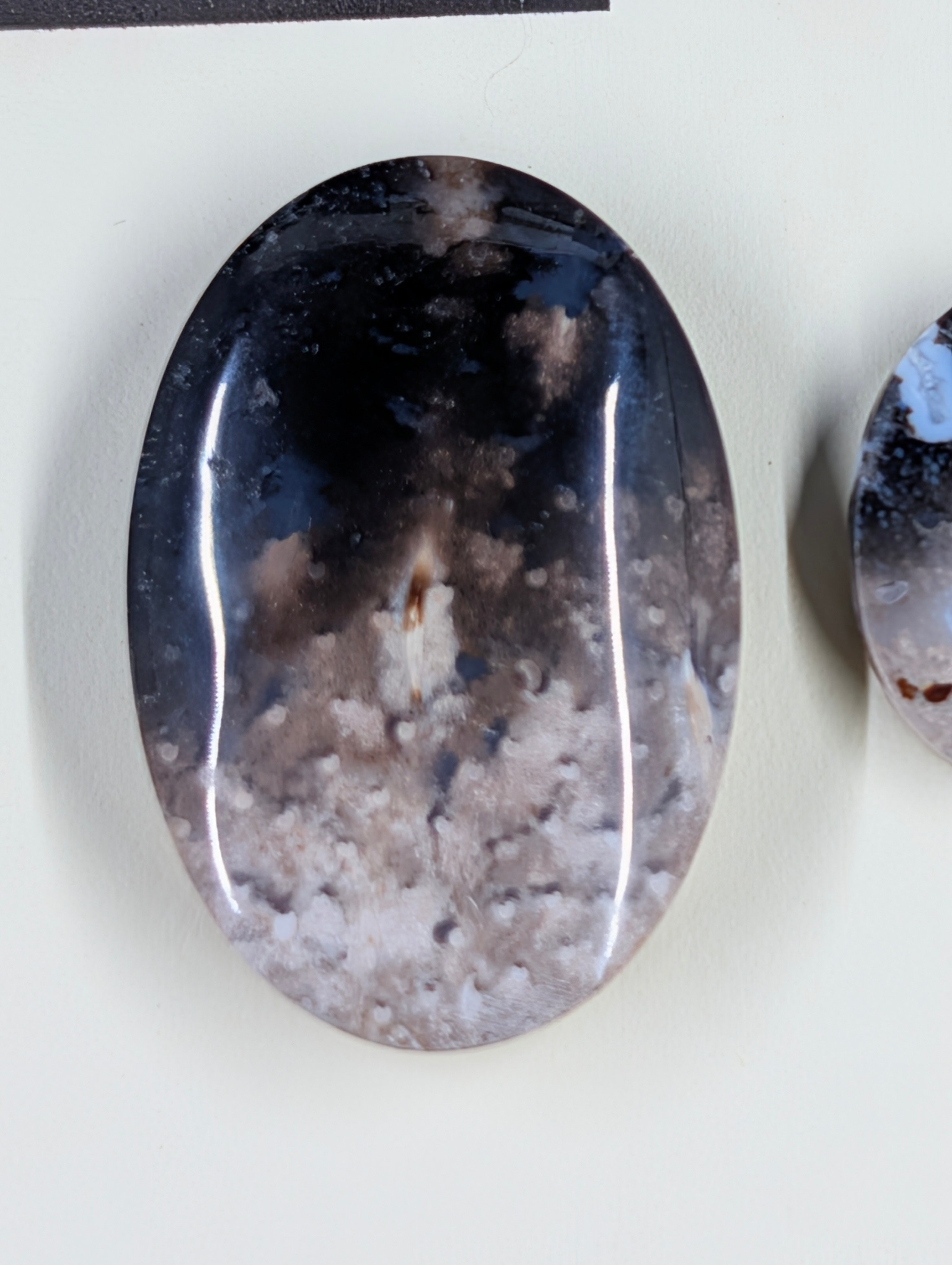 Oval Shape - Fossilized Palm Root - Design-Ready Set