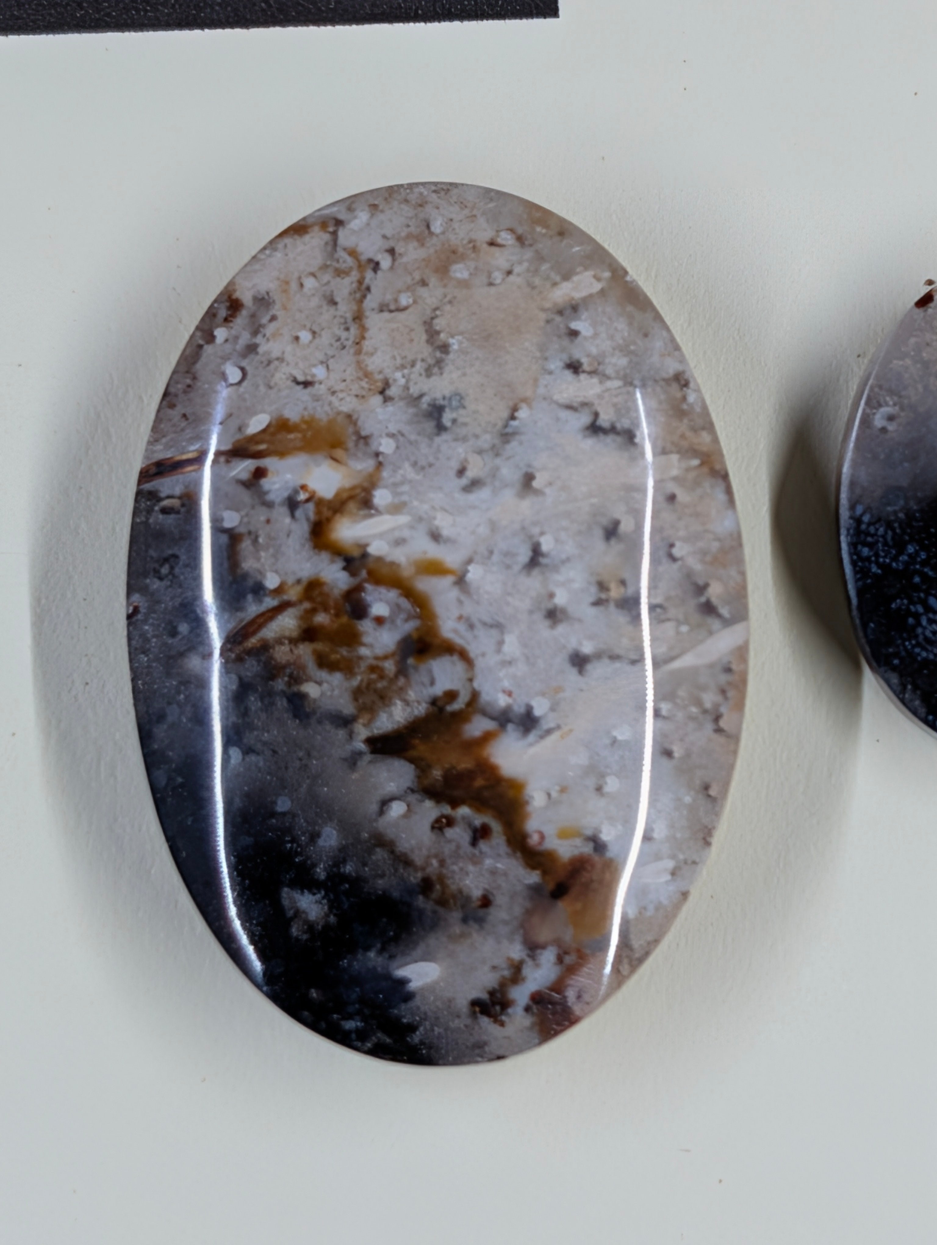 Oval Shape - Fossilized Palm Root - Design-Ready Set