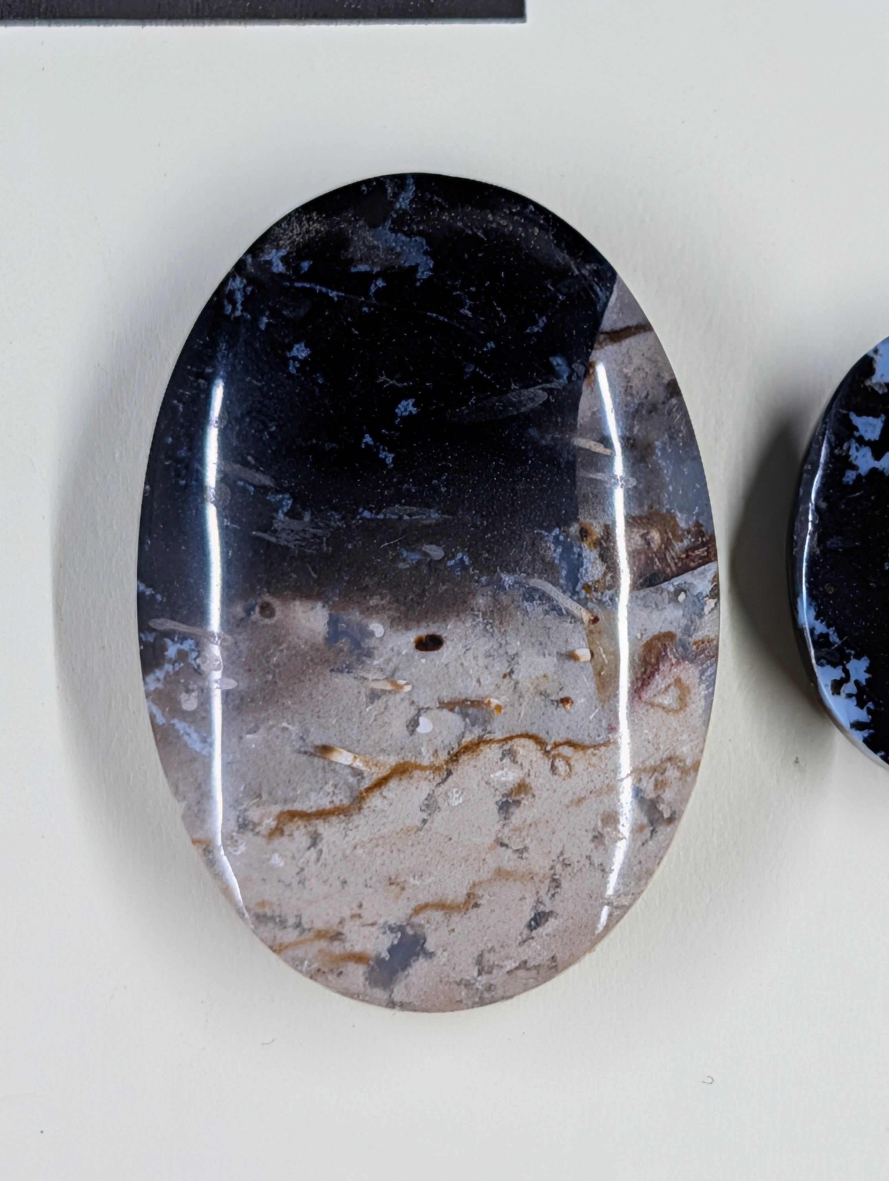Oval Shape - Fossilized Palm Root - Design-Ready Set