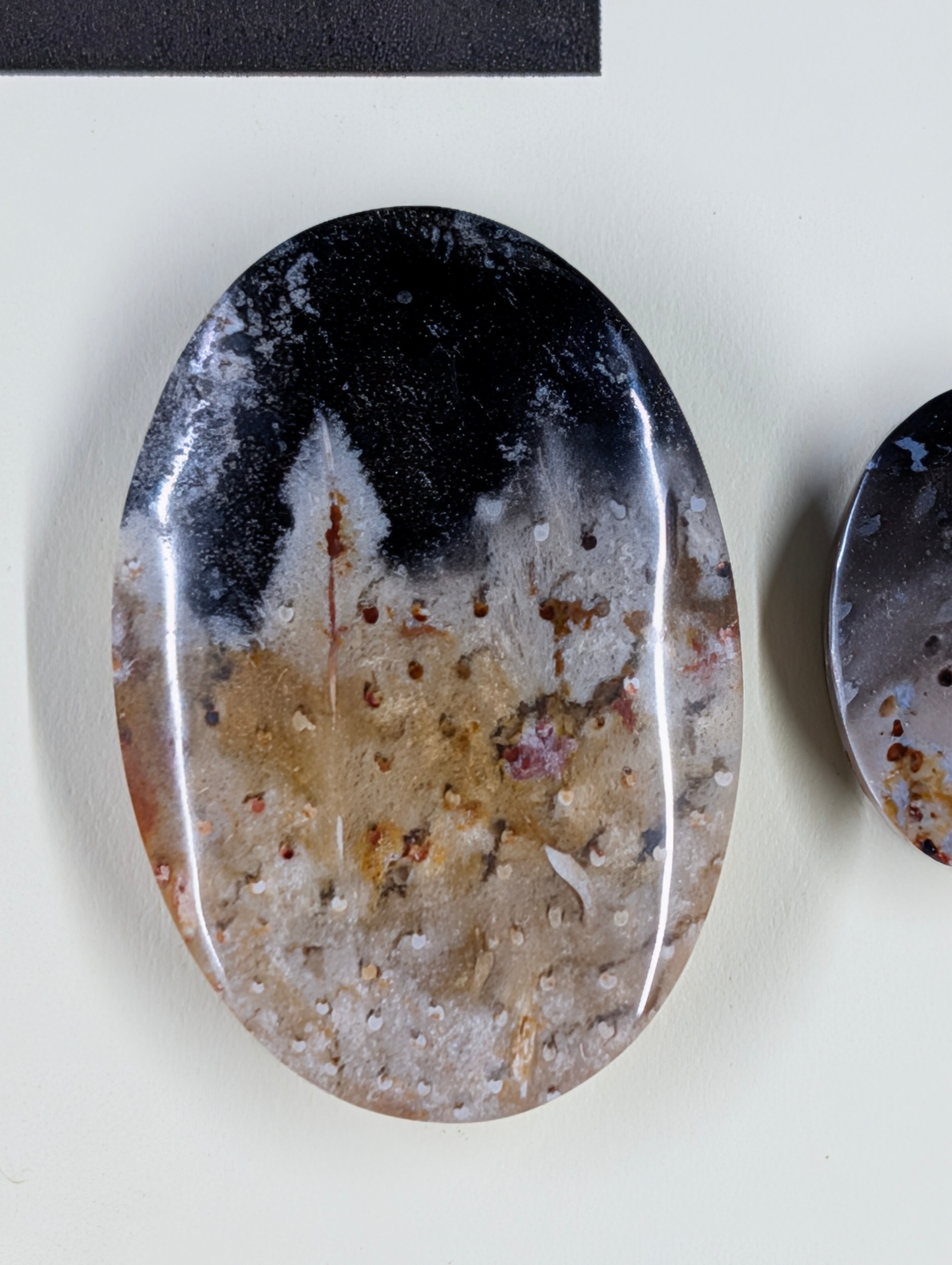 Oval Shape - Fossilized Palm Root - Design-Ready Set
