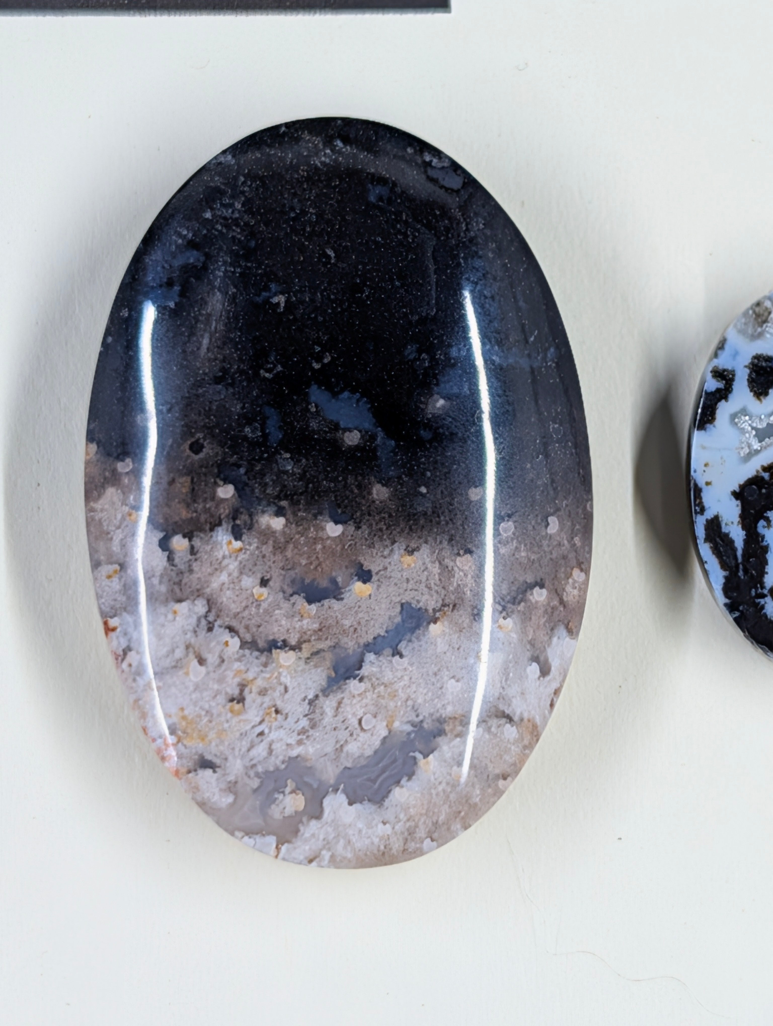 Oval Shape - Fossilized Palm Root - Design-Ready Set
