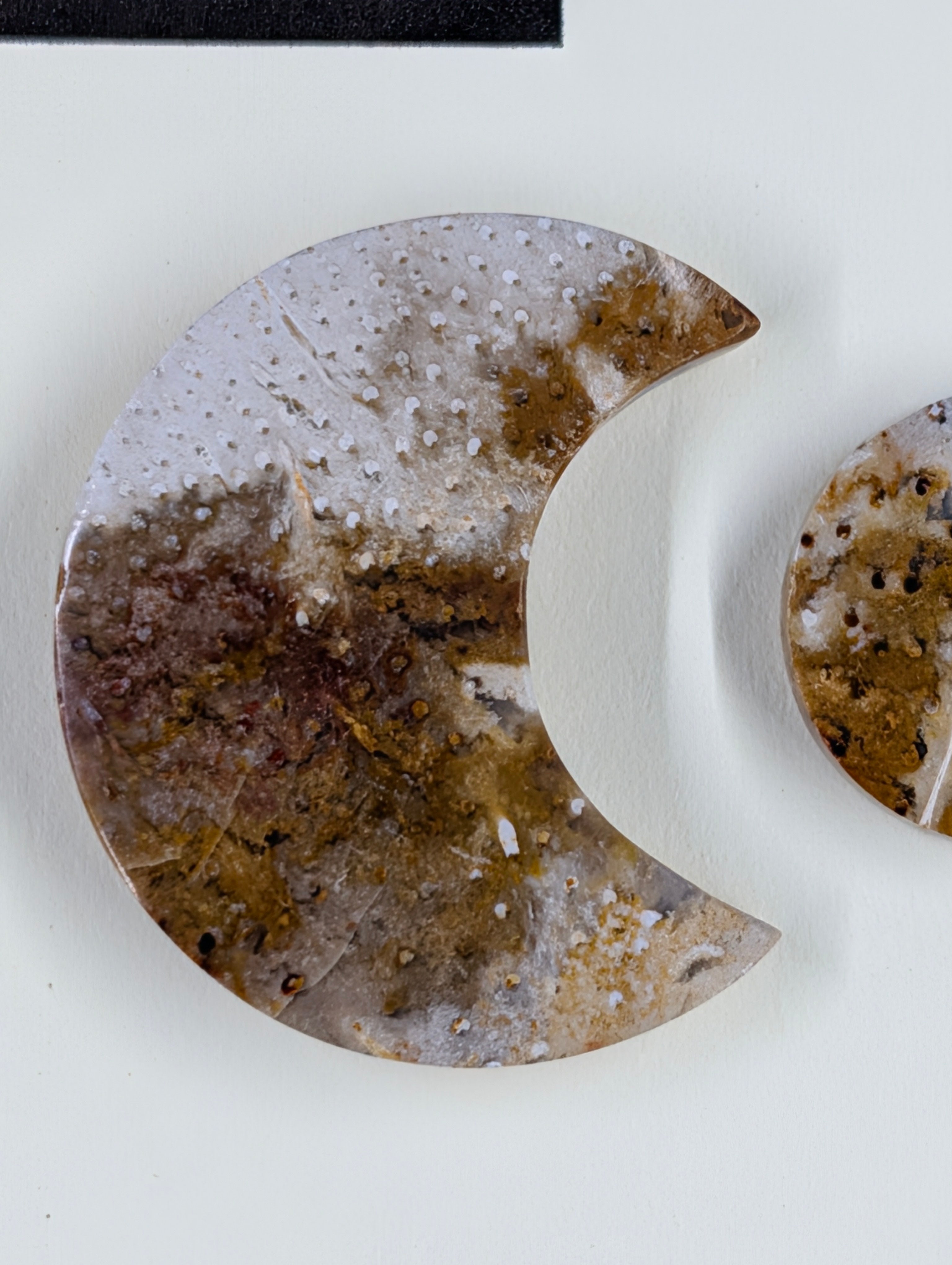 Crescent Moon - Fossilized Palm Root - Design-Ready Set