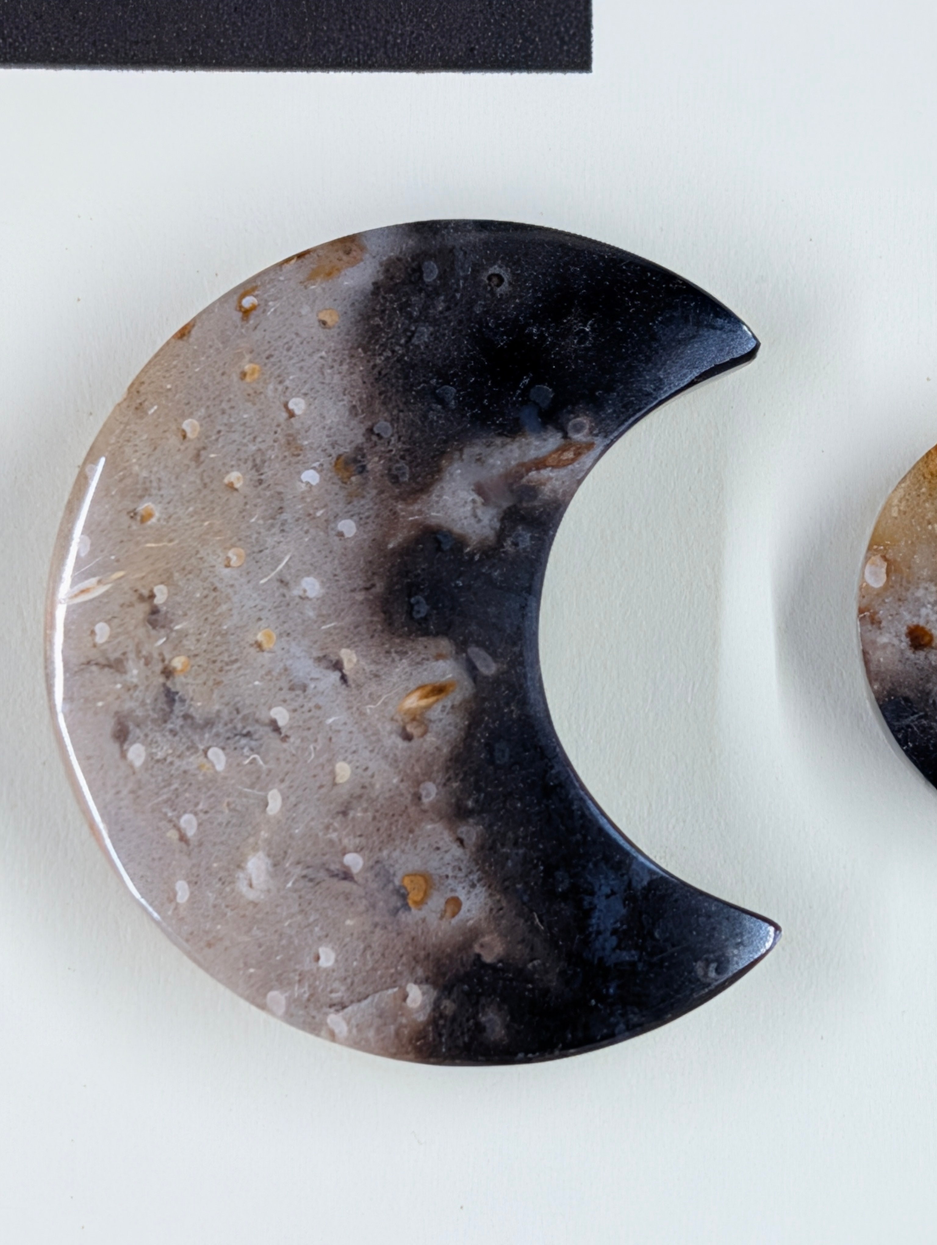 Crescent Moon - Fossilized Palm Root - Design-Ready Set