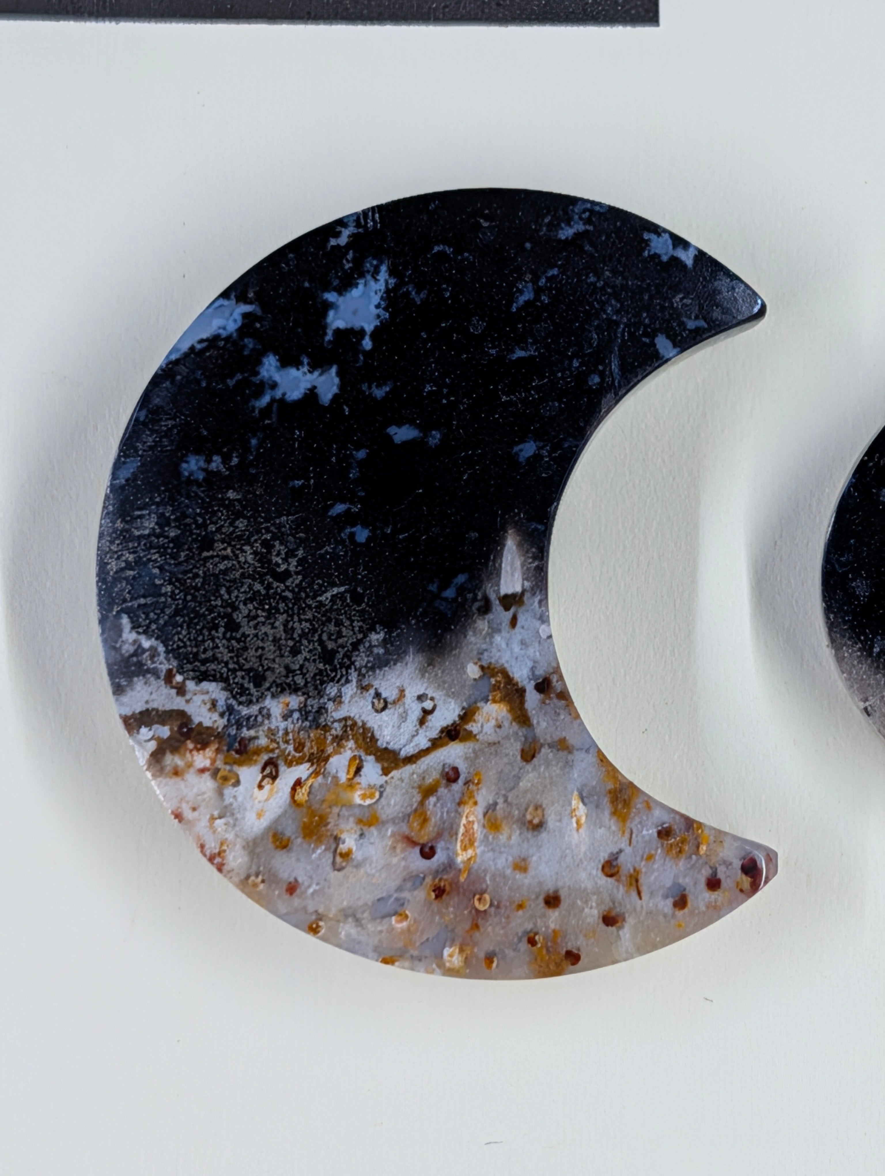Crescent Moon - Fossilized Palm Root - Design-Ready Set
