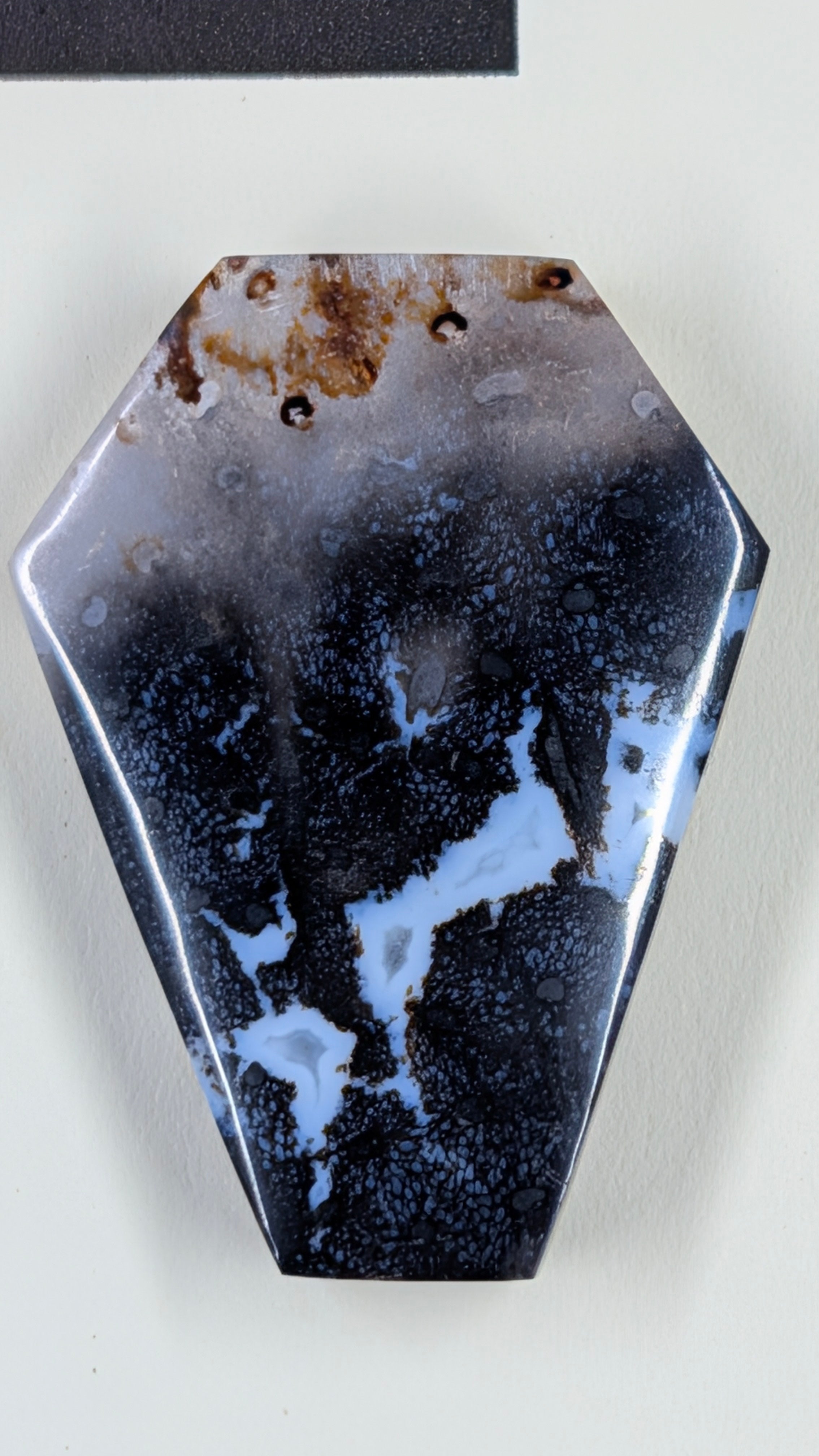 Coffin Shape - Fossilized Palm Root - Design-Ready Set
