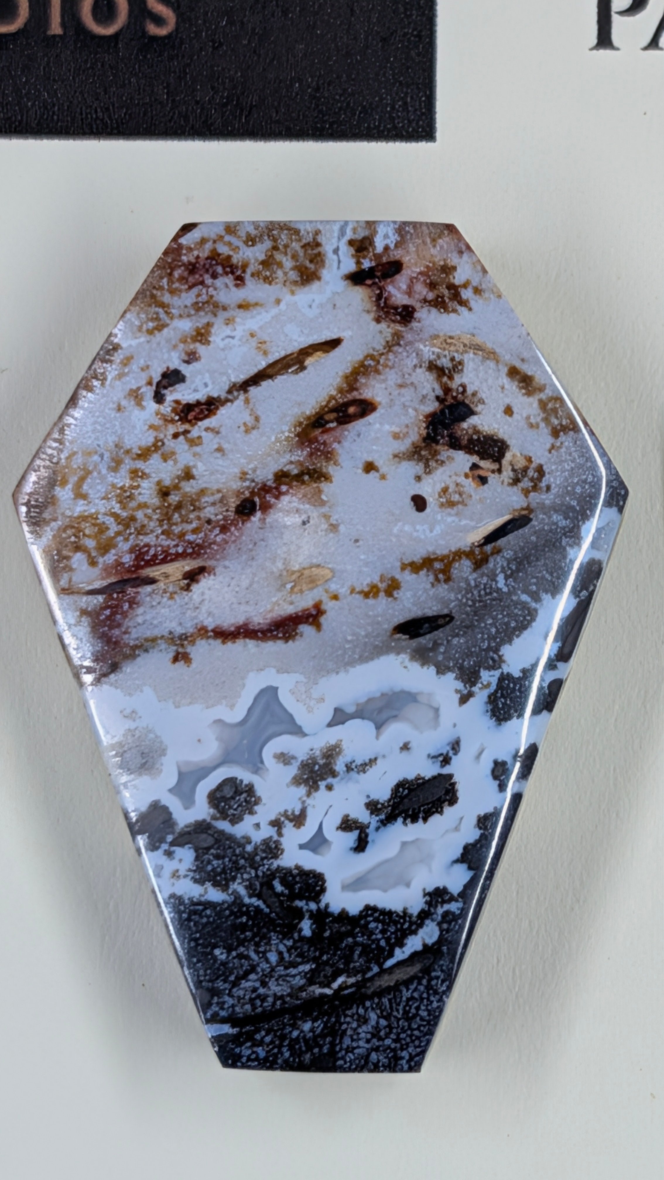 Coffin Shape - Fossilized Palm Root - Design-Ready Set
