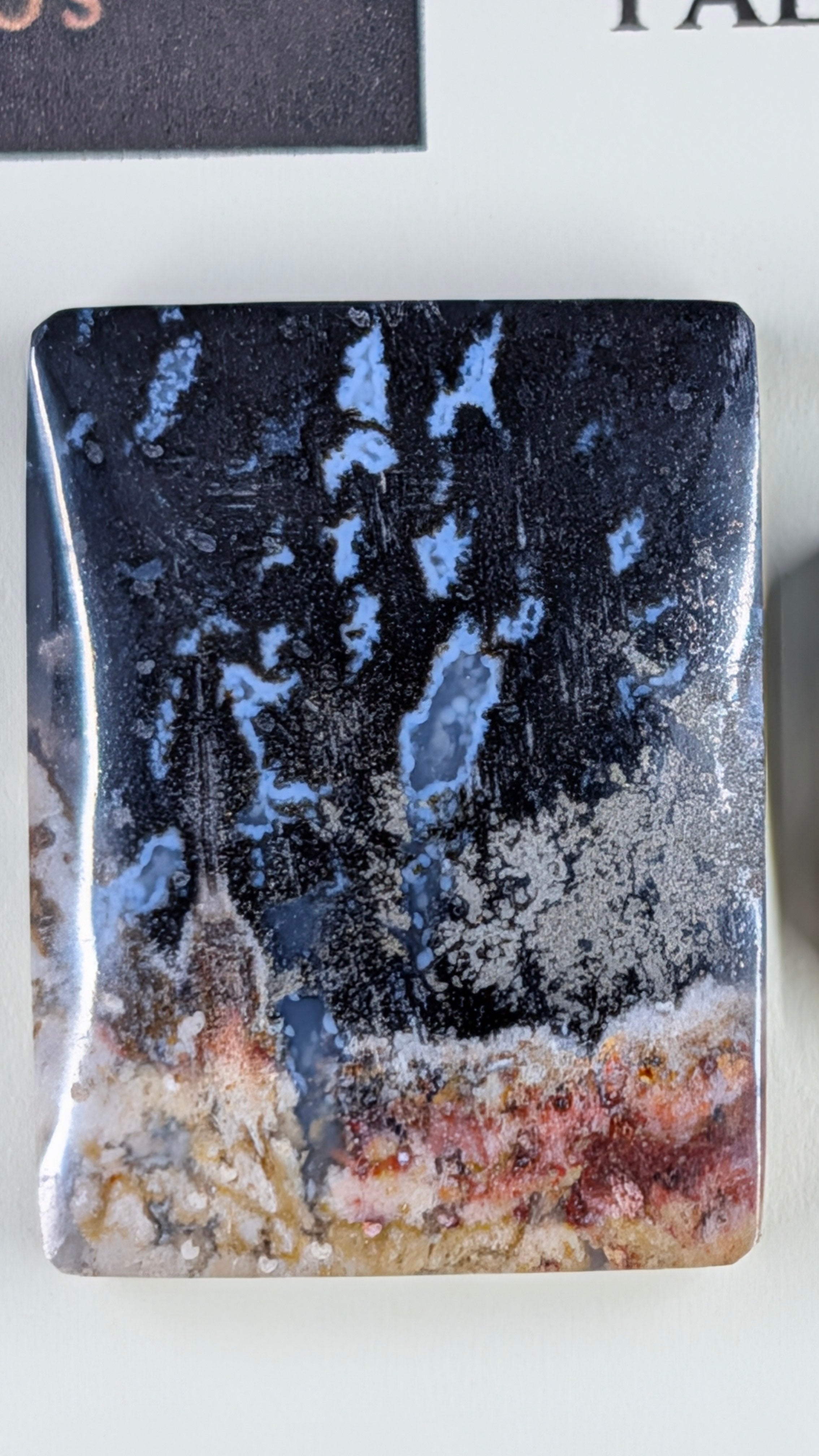 Rectangle Shape - Fossilized Palm Root - Design-Ready Set