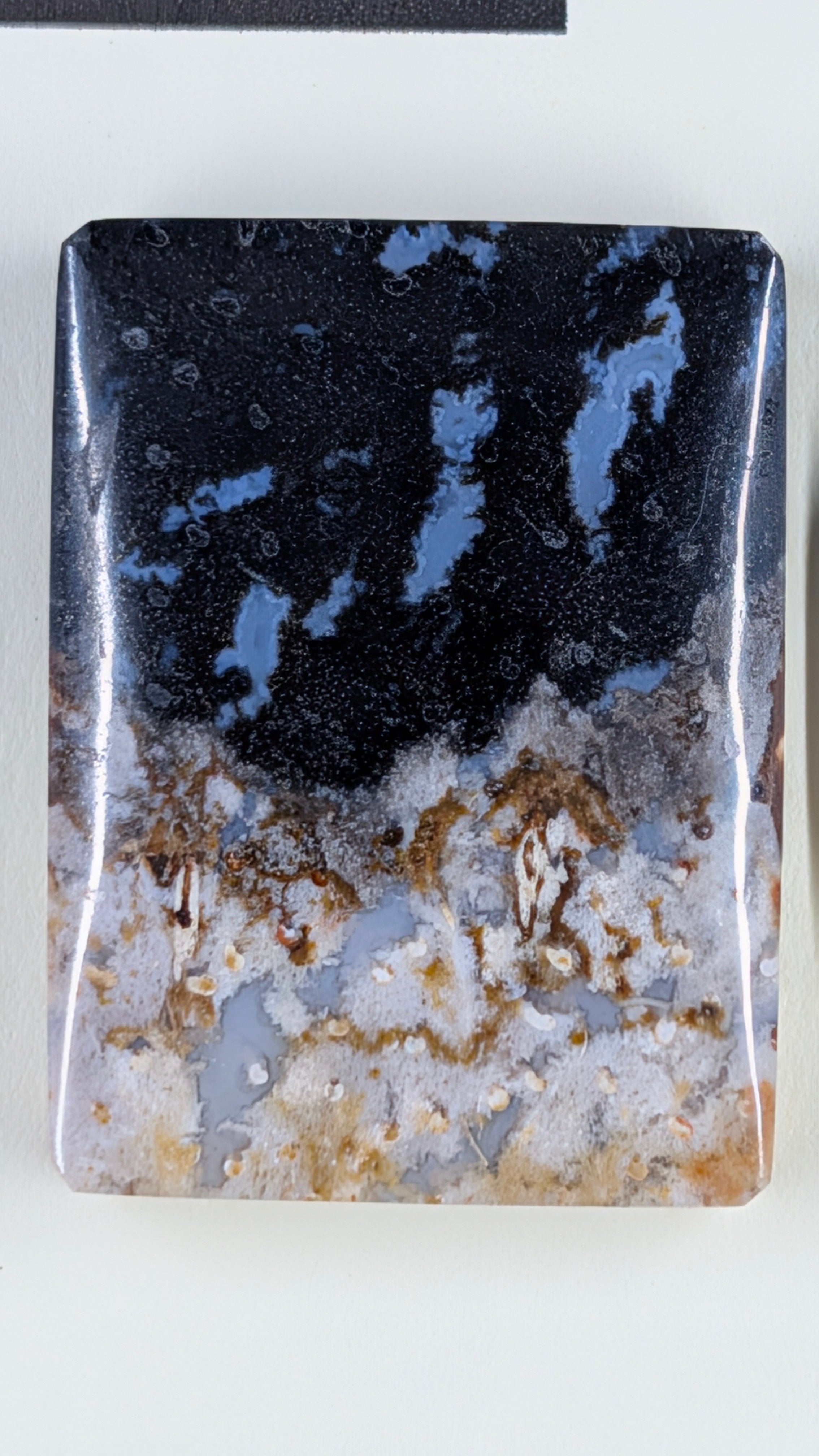 Rectangle Shape - Fossilized Palm Root - Design-Ready Set