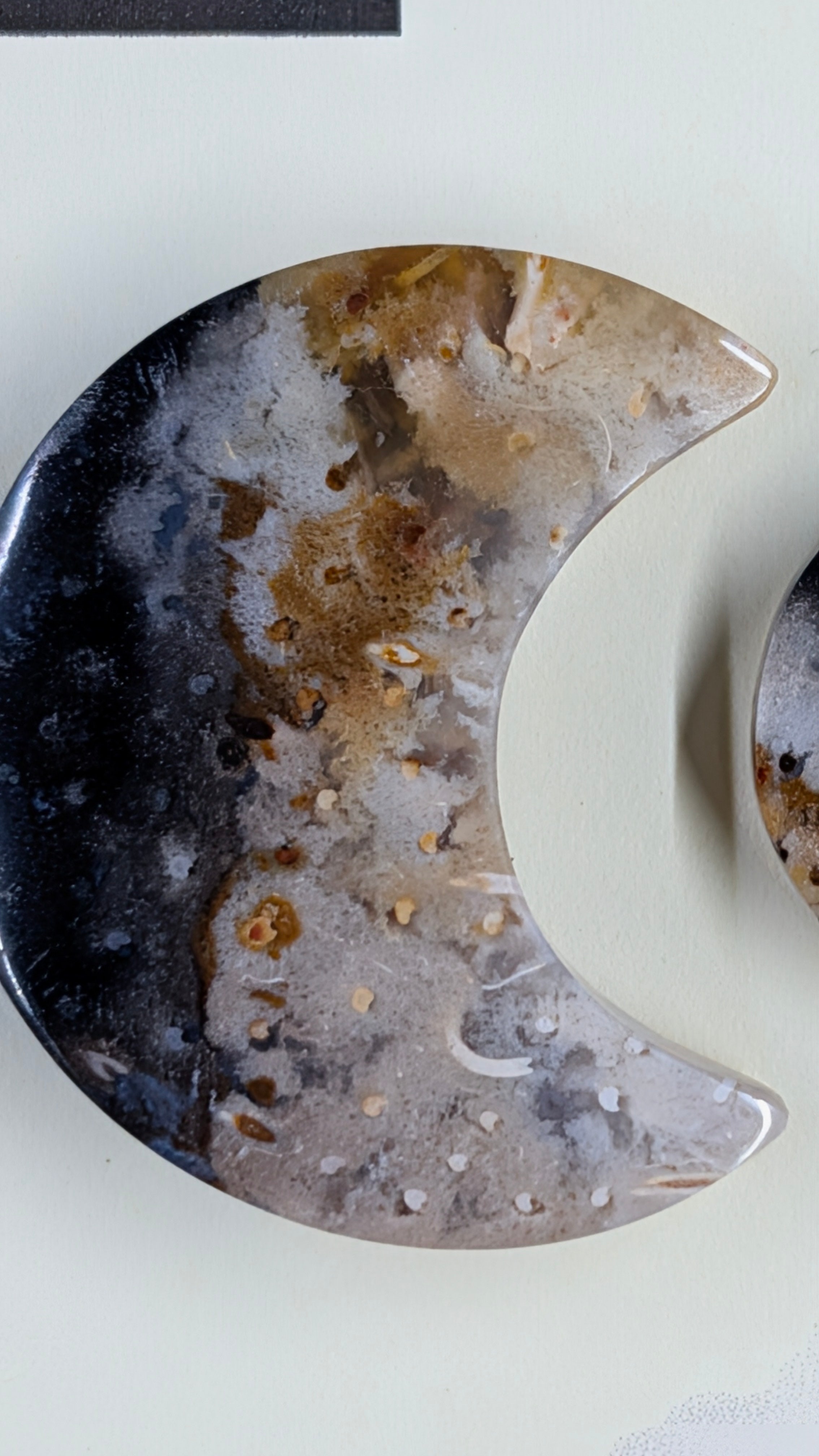 Crescent Moon - Fossilized Palm Root - Design-Ready Set