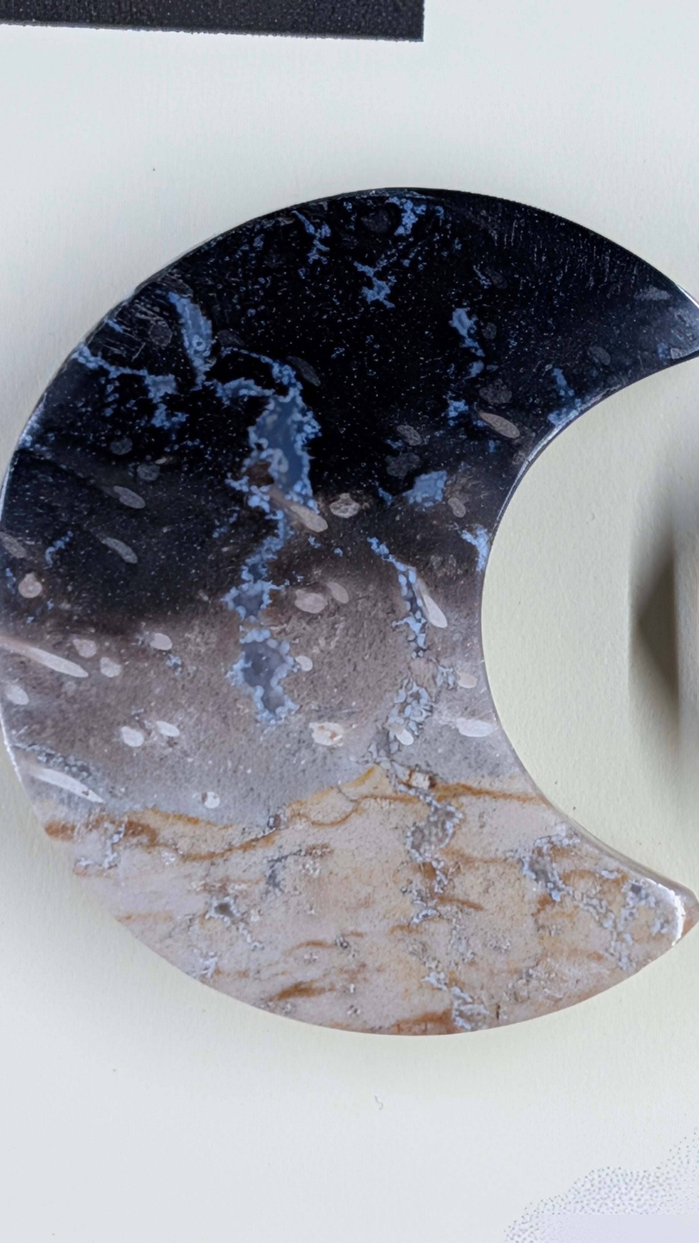 Crescent Moon - Fossilized Palm Root - Design-Ready Set