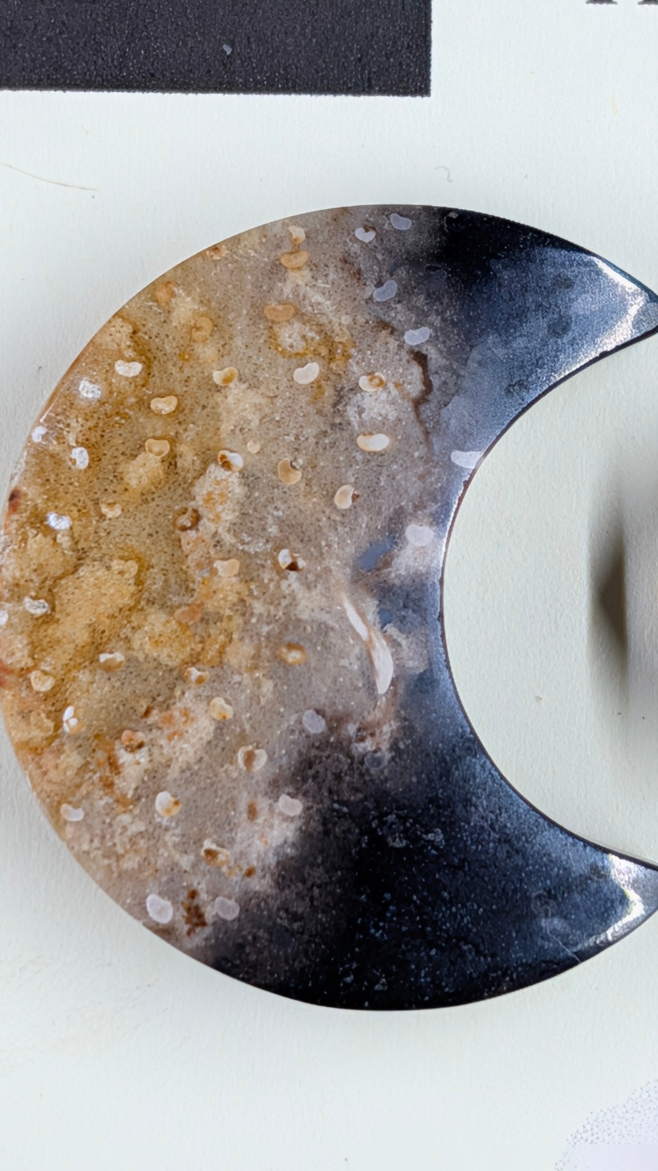 Crescent Moon - Fossilized Palm Root - Design-Ready Set