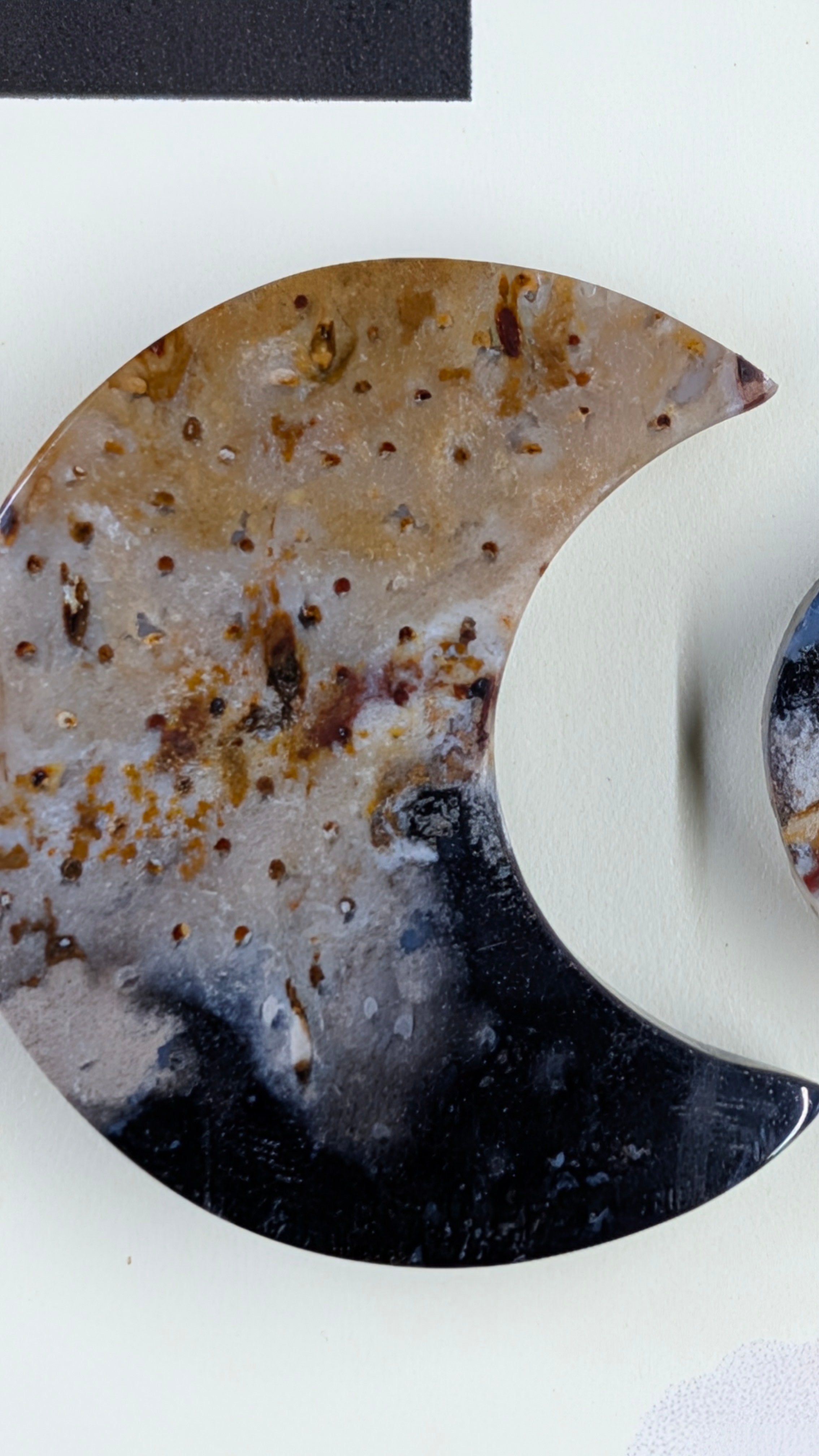 Crescent Moon - Fossilized Palm Root - Design-Ready Set