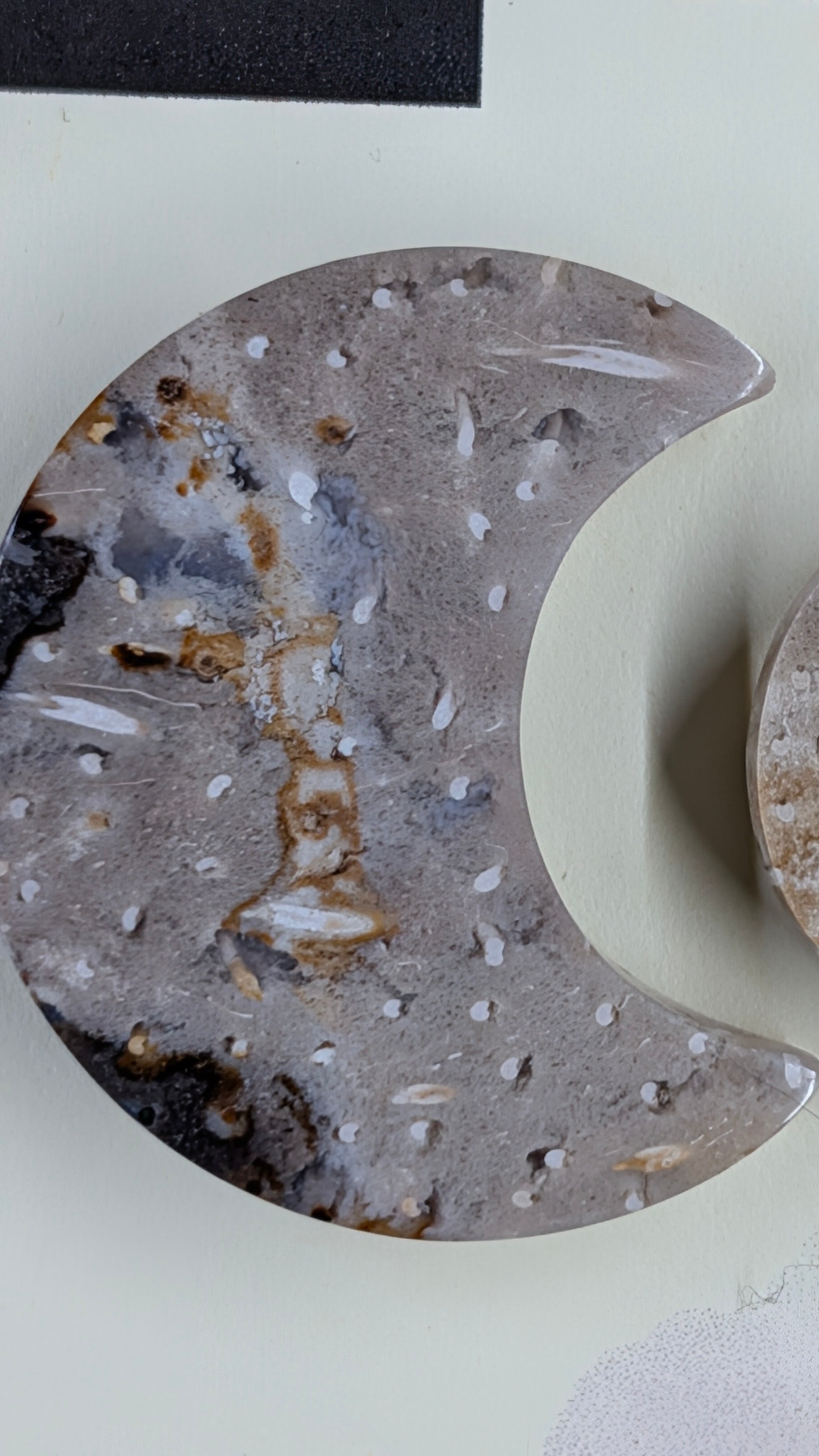 Crescent Moon - Fossilized Palm Root - Design-Ready Set