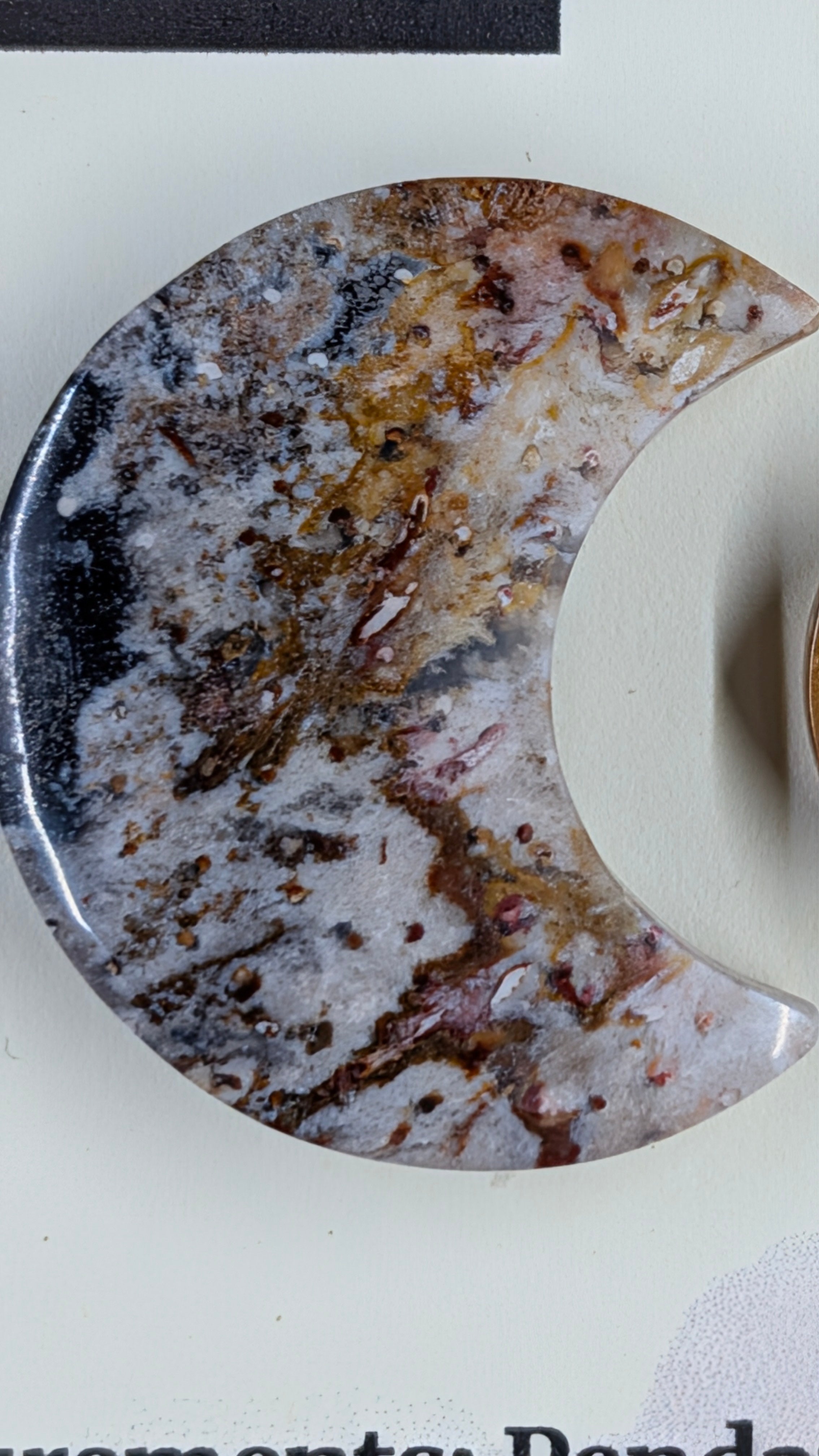 Crescent Moon - Fossilized Palm Root - Design-Ready Set