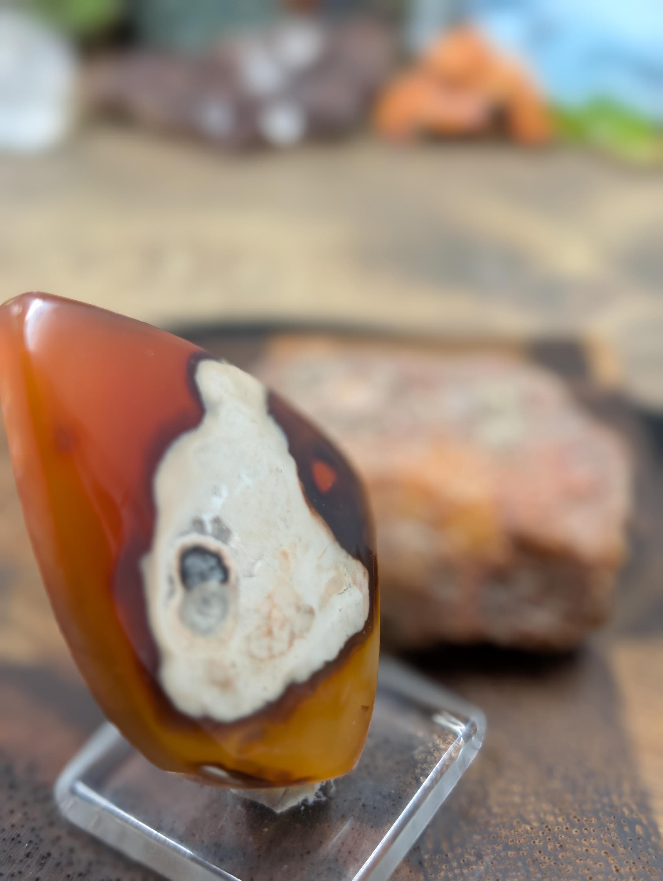 Carnelian -  Morocco  - 1 pc Cabochon